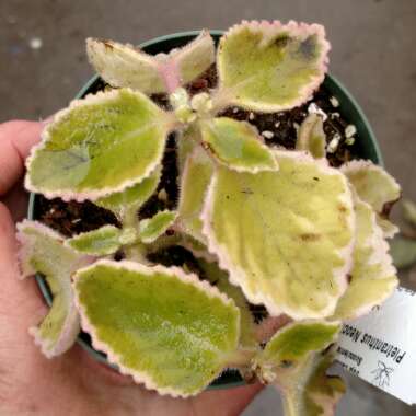 Coleus neochilus 'Mike's Fuzzy Wuzzy' syn. Plectranthus neochilus 'Mike's Fuzzy Wuzzy'