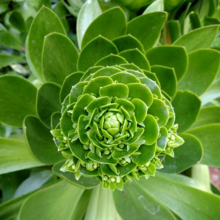 Plant image Aeonium Undulatum