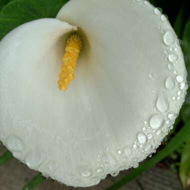 Zantedeschia 'White Giant'