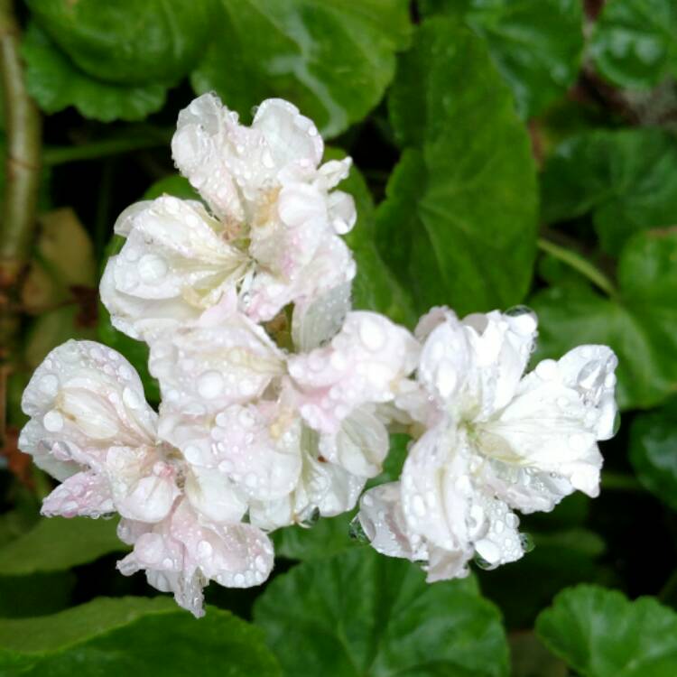 Plant image Pelargonium 'Always'