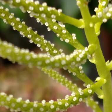 Peperomia Axillaris