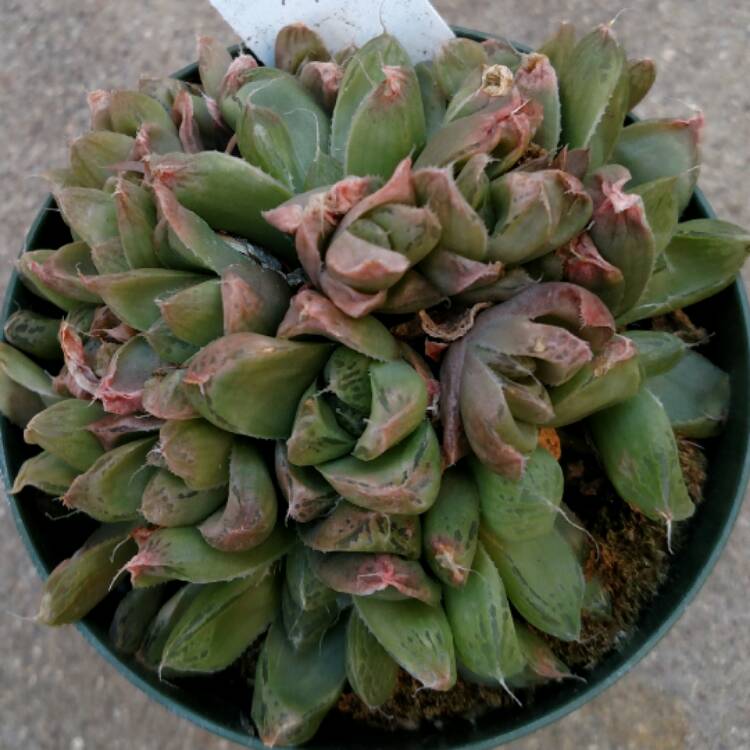 Plant image Haworthia marumiana var batesiana