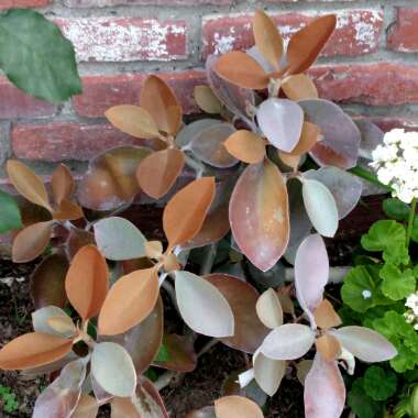 Kalanchoe orgyalis