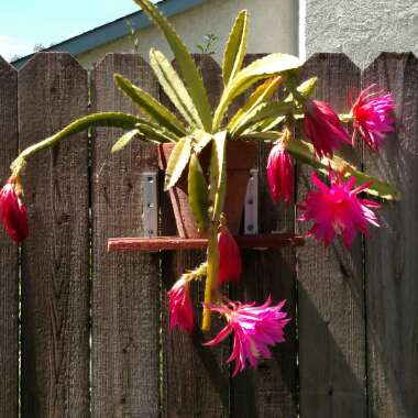 Epiphyllum