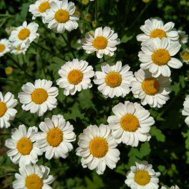 Tanacetum parthenium