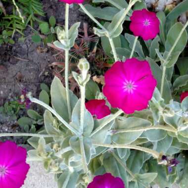 Lychnis coronaria syn. Agrostemma coronaria syn. Agrostemma tomentosum