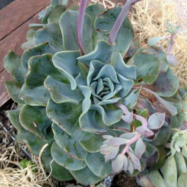 Echeveria