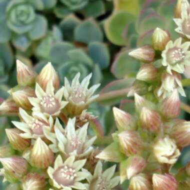 Aeonium haworthii