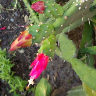 Opuntia cochenillifera syn. Nopalea cochenillifera