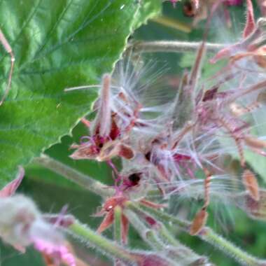 Pelargonium cordifolium