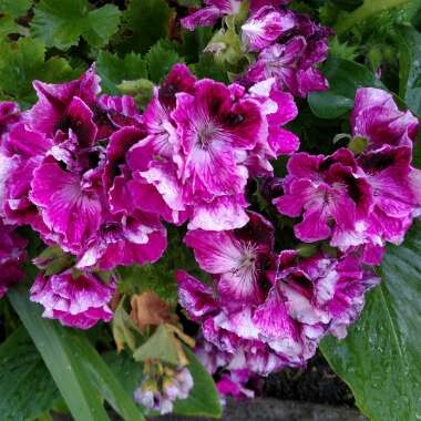 Pelargonium x domesticum