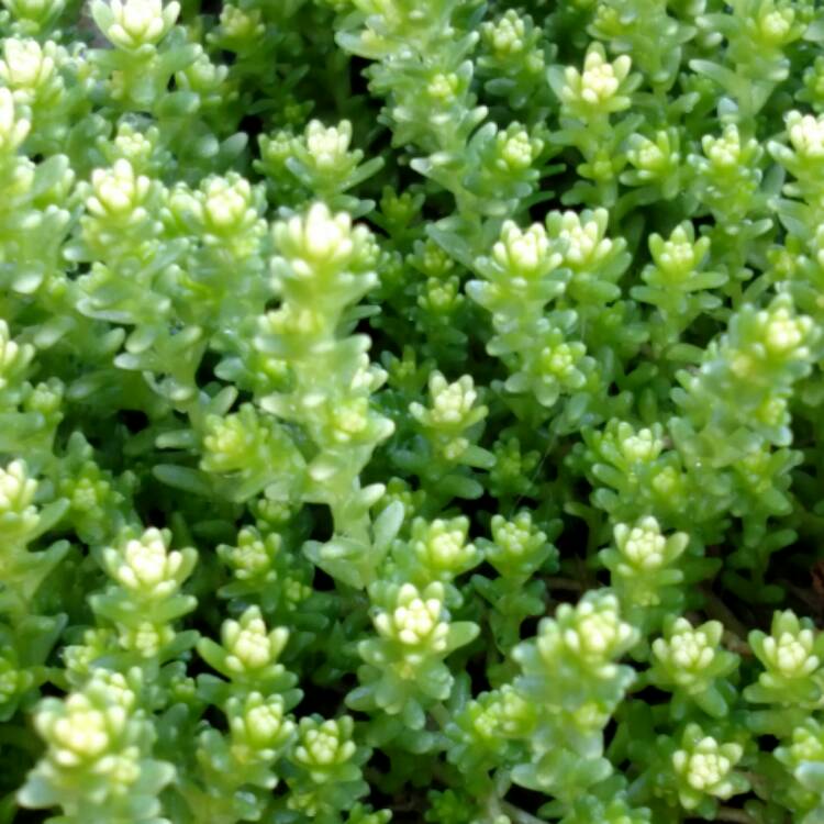 Plant image Sedum Acre