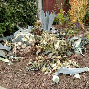 Agave Americana