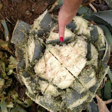 Agave Americana