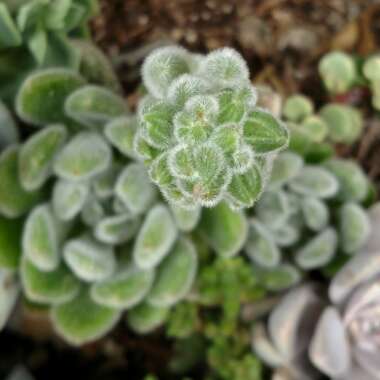 Echeveria Leucotricha