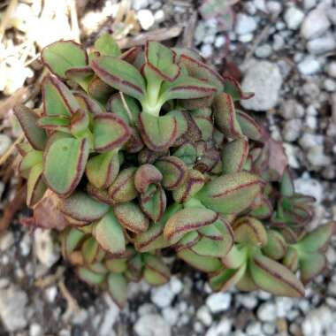 Kalanchoe prolifera