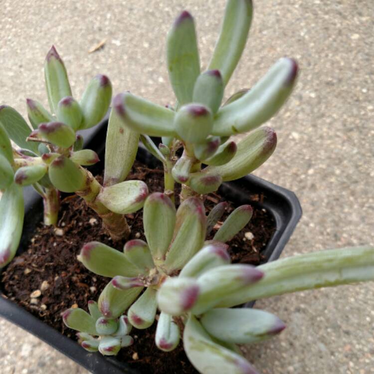 plant image 437923