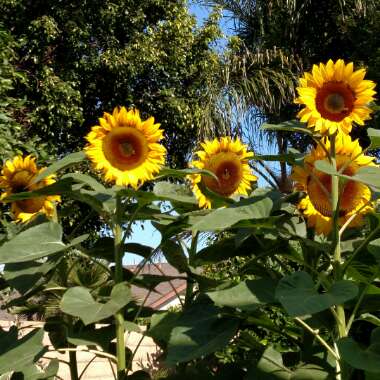 Helianthus 'Lemon Queen'