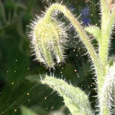 Borago officinalis