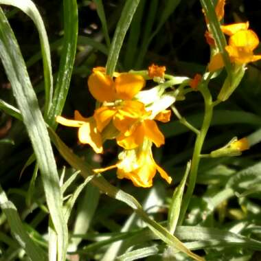 Erysimum