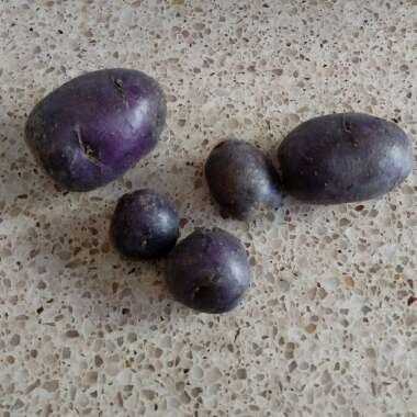 Solanum tuberosum 'Purple Majesty'