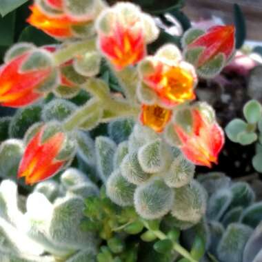 Echeveria Leucotricha