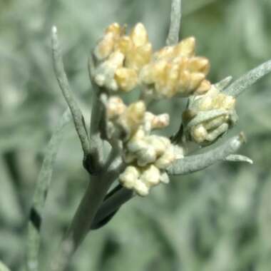 Helichrysum italicum subsp. serotinum