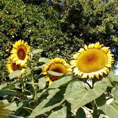 Helianthus annuus