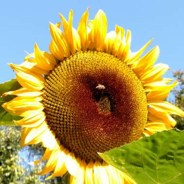 Helianthus annuus