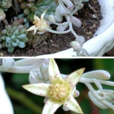 Graptopetalum Pachyphyllum