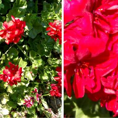 Pelargonium 'Great Balls Of Fire Dark Red' (Great Balls Of Fire Series)