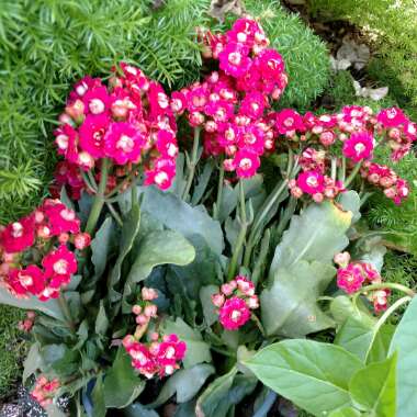 Kalanchoe blossfeldiana Pink Queen