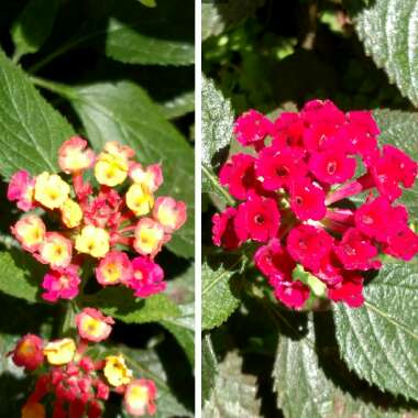 Lantana Camara 'Esperanta'