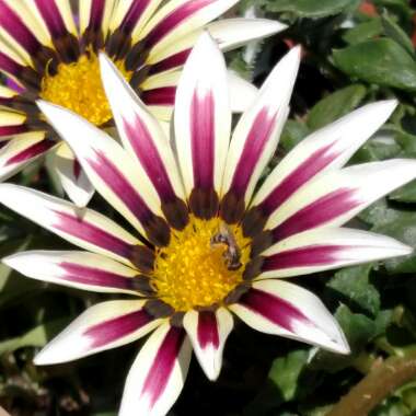 Gazania 'Rose Stripe'