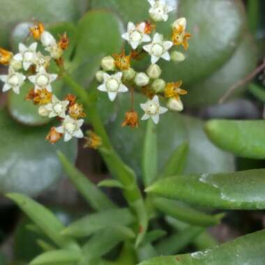 Crassula 'Tetragona'