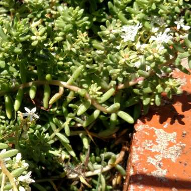 Sedum Album