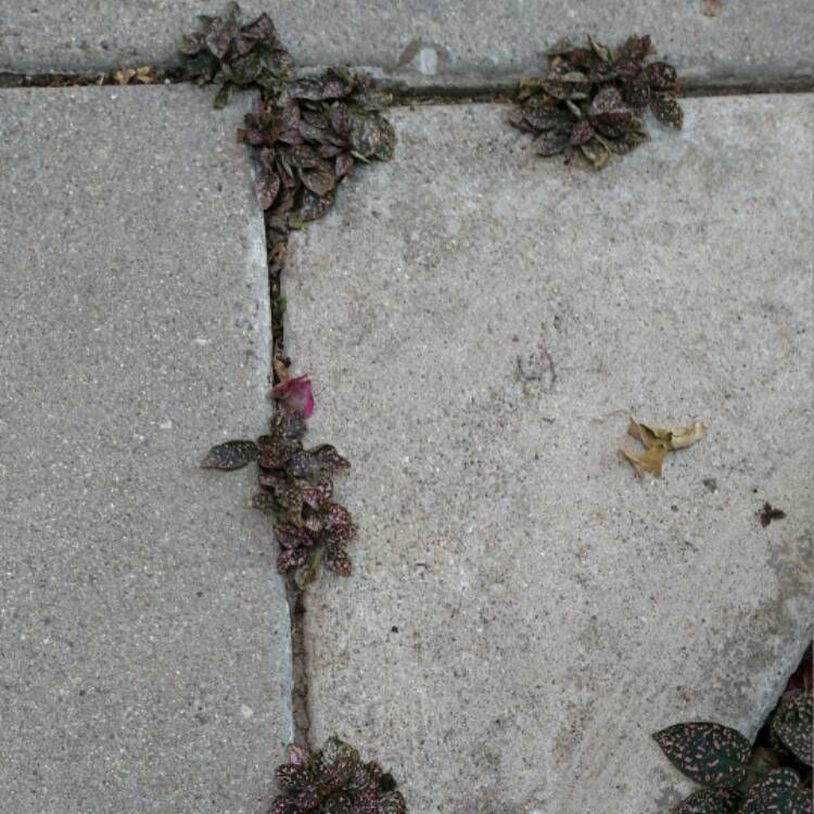 plant image 526352