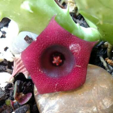 Huernia Schneideriana