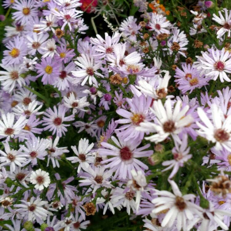 Plant image Aster alpinus 'Dunkle Shone' (Dark Beauty)