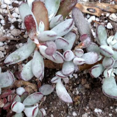 Cotyledon 'Happy Young Lady'