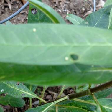 Asclepias curassavica