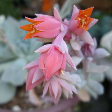 Echeveria Runyonii var. Topsy Turvy