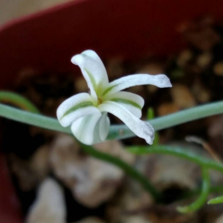 Plant image Haworthiopsis attenuata var. radula syn. Haworthia attenuata var. radula, Haworthia radula