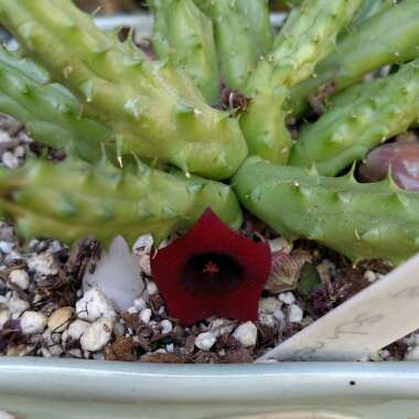 Huernia Schneideriana