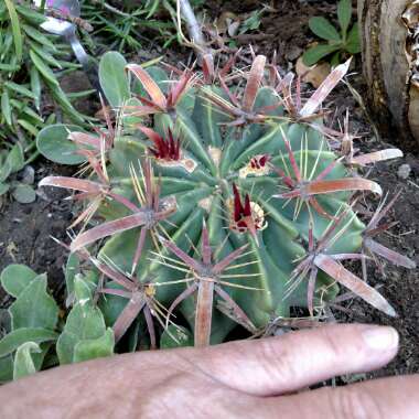 Ferocactus latispinus