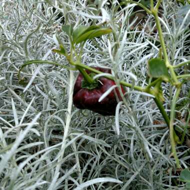 Capsicum annuum