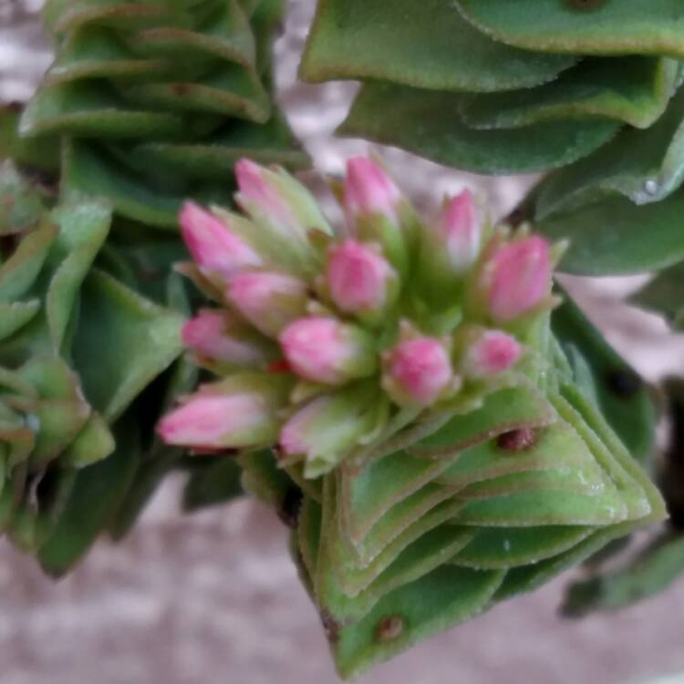 Plant image Crassula capitella subsp. thyrisflora 'Red Pagoda'