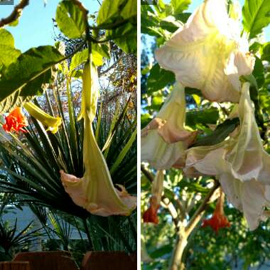 Brugmansia versicolor 'Ecuador Pink'