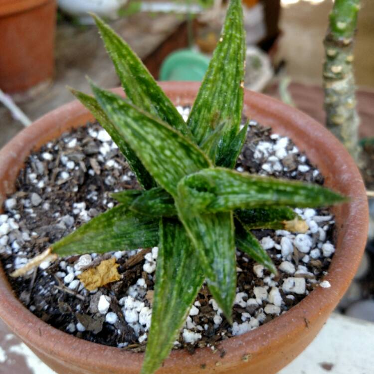 Plant image x Gasteraloe 'Green Gold'