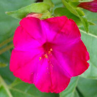 Mirabilis jalapa